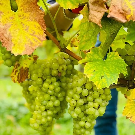 Seebrise Mit Musik Und Wein Апартаменты *