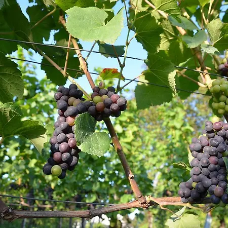 Lägenhet Seebrise Mit Musik Und Wein *
