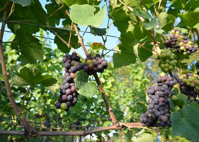 شقة زيبرايز ميت موزيك أند واين *